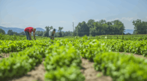 Garantia Safra: R$ 1200 de auxílio para o agricultor